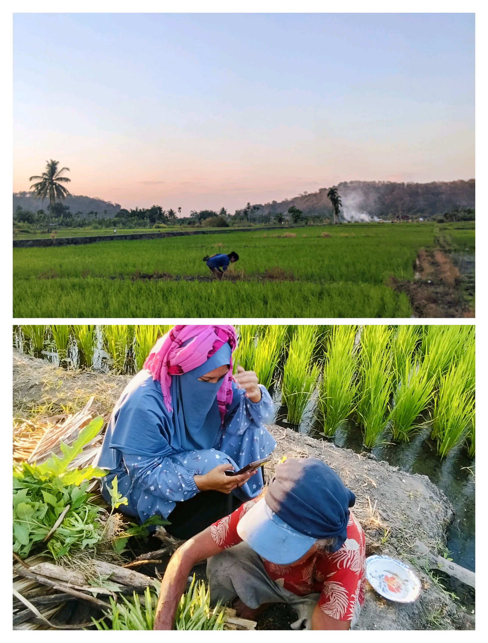 MAHASISWA KBPM UNTRIB LANJUTKAN OBSERVASI KEDUA (TERAKHIR) MENGENAI POTENSI PERTANIAN DESA TULLENG MELALUI KUNJUNGAN KE AREA PERSAWAHAN